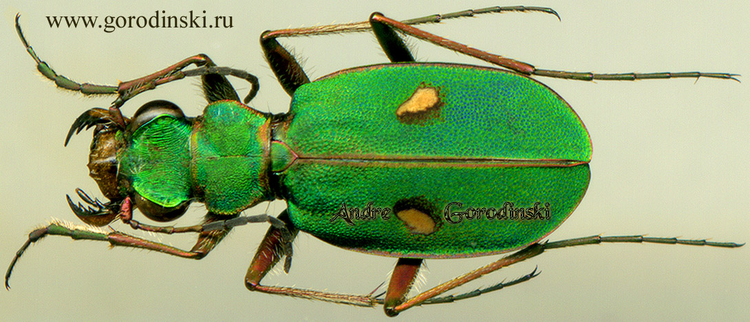 http://www.gorodinski.ru/cicindela/Platydela coquereli.jpg